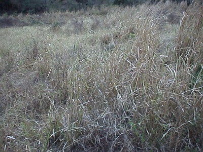 Overview of a black widow habitat