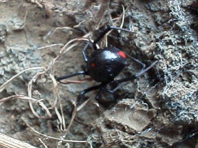 Another black widow spider