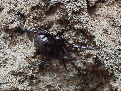 Black widow spider on the underside of a stone
