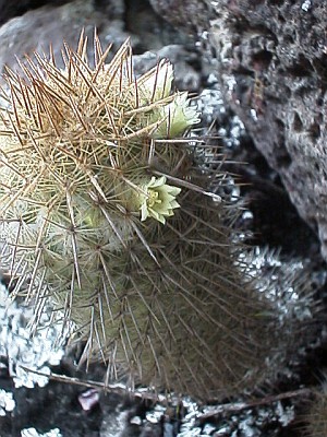 A cactus with yellow flowers