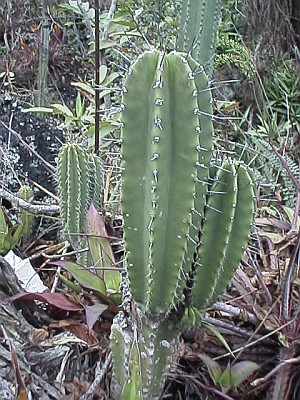 Several cactuses growing near the road