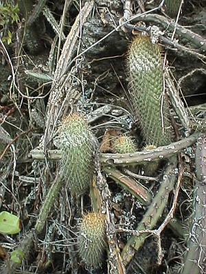 Several cactuses growing on volcanic rock