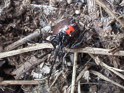 Gravid black window spider (Latrodectus species)