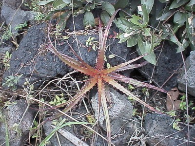 Hechtia sp. growing between pieces of volcanic rock