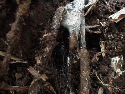 Hiding place of a male(?) black widow spider (Latrodectus species)