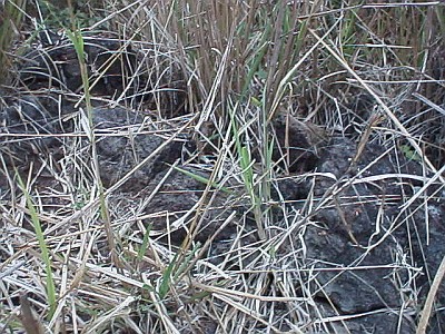 High, dry grass and volcanic rocks