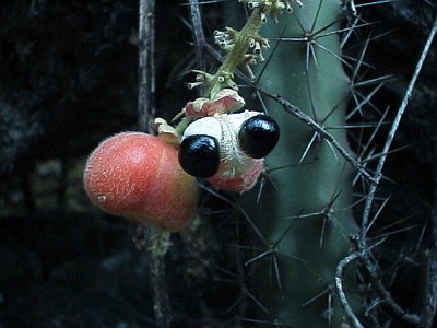 Seeds of a plant