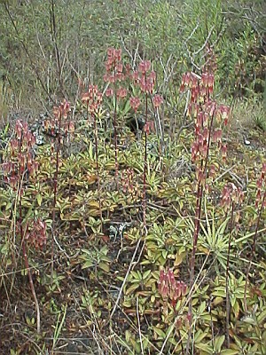 Plants growing in groups