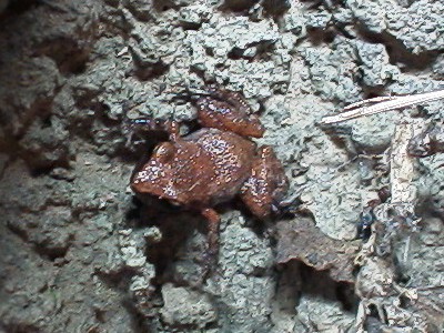 Small red brown frog