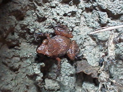 Frog Brown