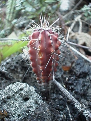 A small cactus with a nice red color