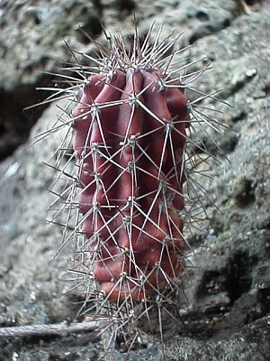 Another small cactus with a nice red color