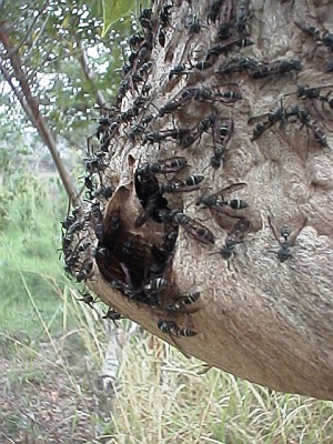 Close up of a wasp nest