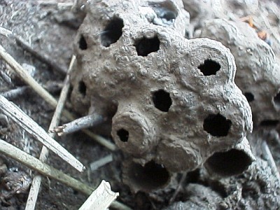 Close up of the wasp nest made out of mud