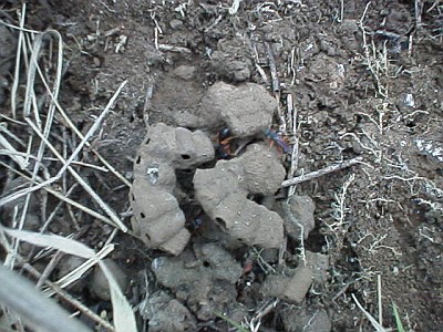 Wasp nest made out of mud, with at least 3 wasps