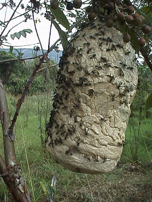 A wasp nest