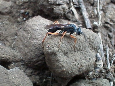 Wasp sitting on the nest