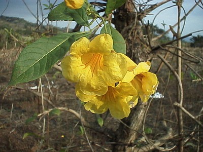 Yellow flowers