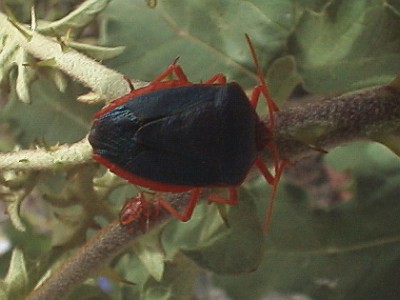 A bug on a leaf