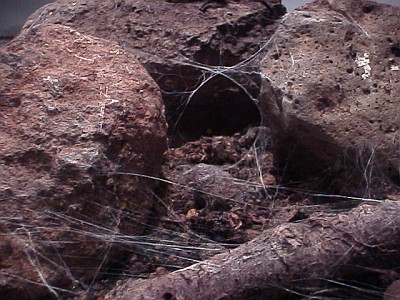 Burrow of the tarantula