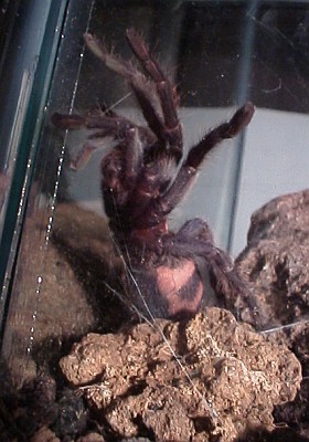 The larger of the two tarantula spiders standing against the glass