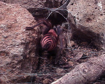 Larger of the two taranturals entering its hiding place