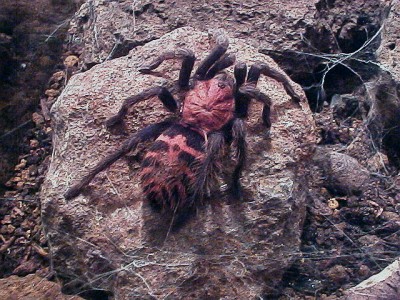 Larger tarantula resting on a stone