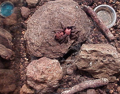 Tarantula terrarium, right section