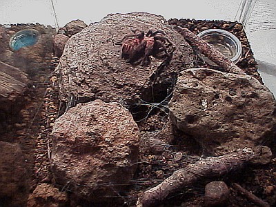 Tarantula terrarium, right section