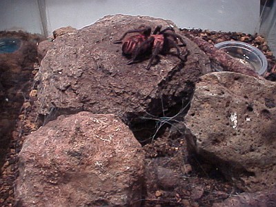 Tarantula terrarium, right part