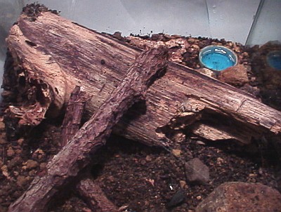 Tarantula terrarium, left section