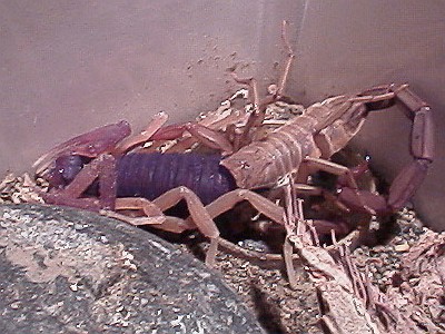 Centruroides gracilis molting