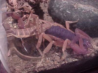 Centruroides gracilis molting, side view