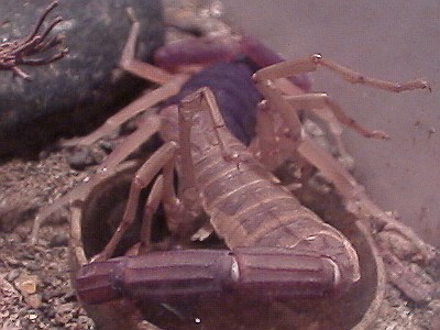 Centruroides gracilis molting, rear view