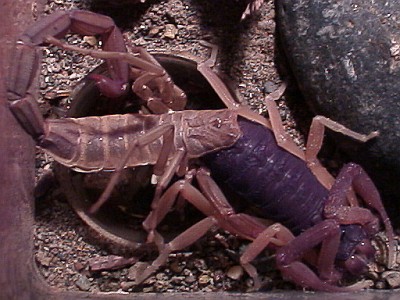 Centruroides gracilis molting, top view