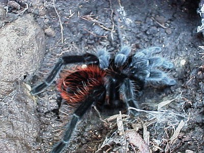 Side view of the Mexican Red-rump (Brachypelma vagans)