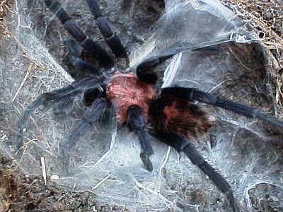 Male tarantula in burrow