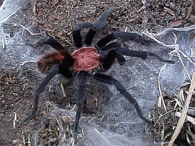 Male tarantula, notice the hook on the right front leg