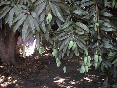 Mango tree in Trapiche del Rosario