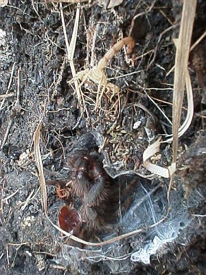 A scorpion exuviae and a male tarantula exuviae