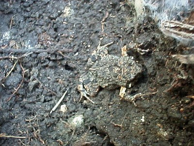 A small toad close to the burrow of a B. vagans