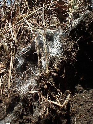 Tarantula burrow, running from right to left, vertically