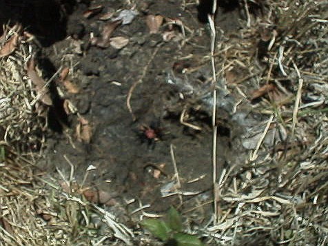 Under the stone, tarantula in the center
