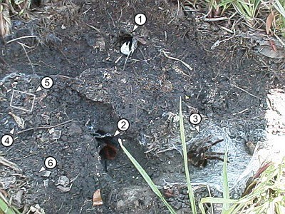 Overview of a habitat of several tarantulas