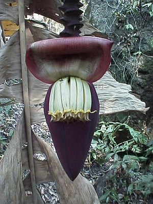 Flowers of the banana plant