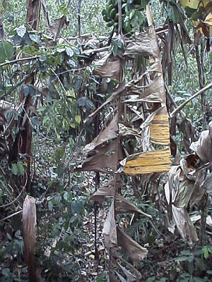 Banana plant obstructing the path