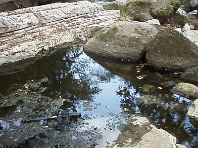 Trees and stones reflected in the water