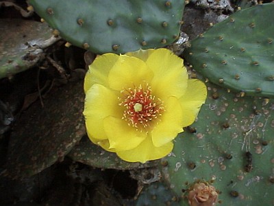 A beautiful yellow cactus flower