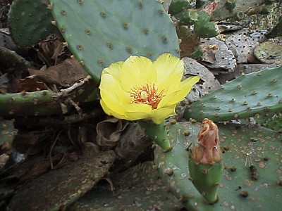 Side view of the cactus flower