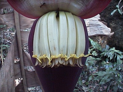 Close up of the banana flowers, notice the ants